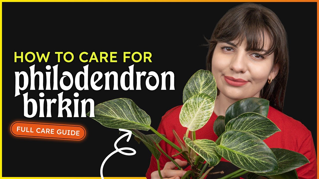 Philodendron Birkin Care (Philodendron White Wave) 