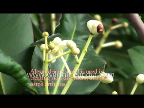 Calophyllum inophyllum or Alexandrian laurel balltree