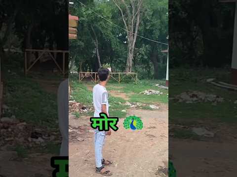 मोर आ गया 😂 #funny #comedy #ytshorts #shotrs #shortvideo #fyp #explore #trending #viral
