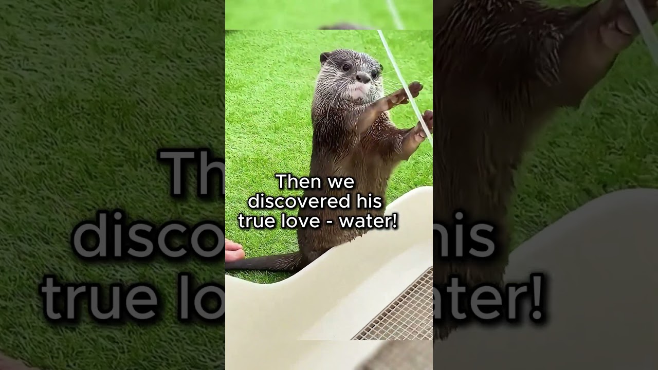 He became our lil water dog #animals #wholesome #animalstory
