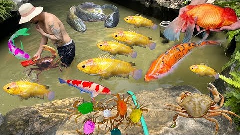 Bắt cá trê lai , cá vàng , cá ba đuôi , cá koi , con cua , con tôm ,con rùa , cá nước ngọt, cá chim