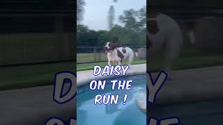 Run Pool Chill !  🐶  #puppy #bassethound #basset #dog