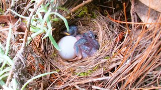 Cuckoo bird push egg杜鹃鸟推蛋这么厉害，给它安排一枚鸽子蛋，结果如何？