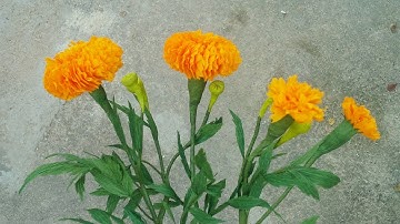 ABC TV | How To Make Marigold Paper Flower From Crepe Paper (Slowly)- Craft Tutorial