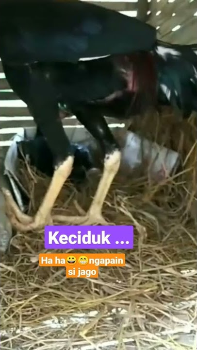 Nungguin ya..