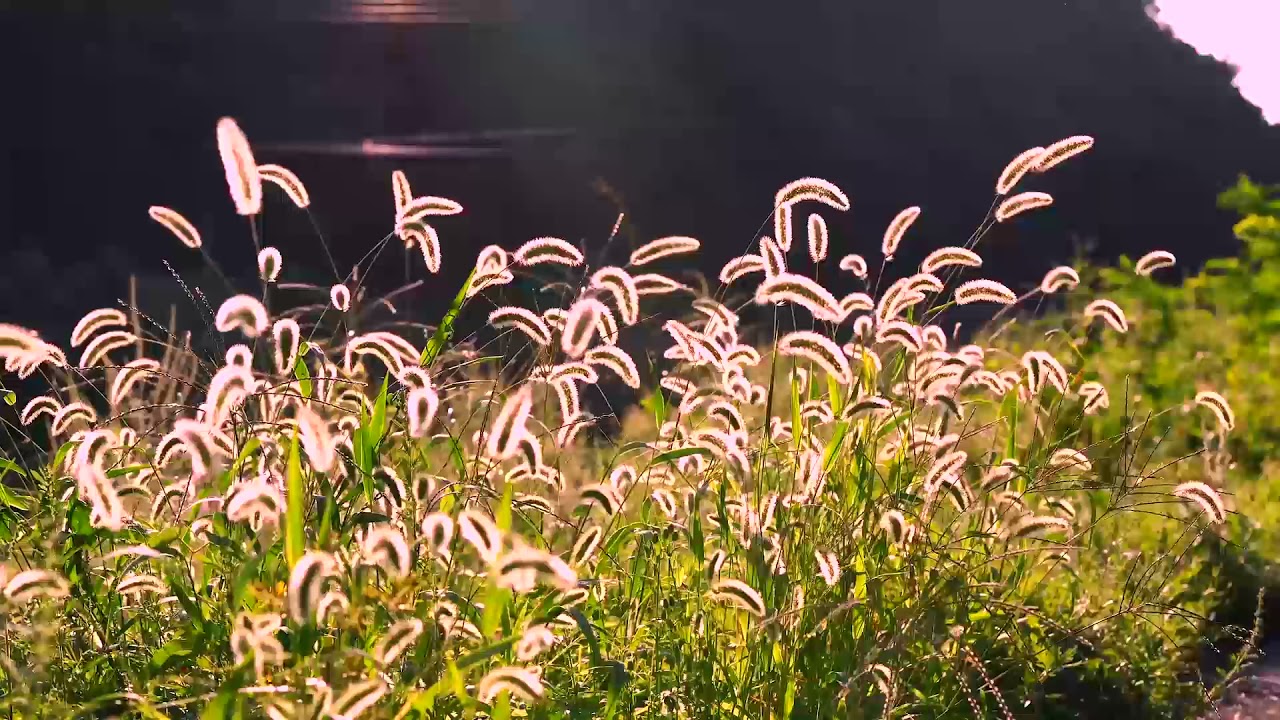 Relax | Study | Meditation | Healing music for all anxiety, worry and fear