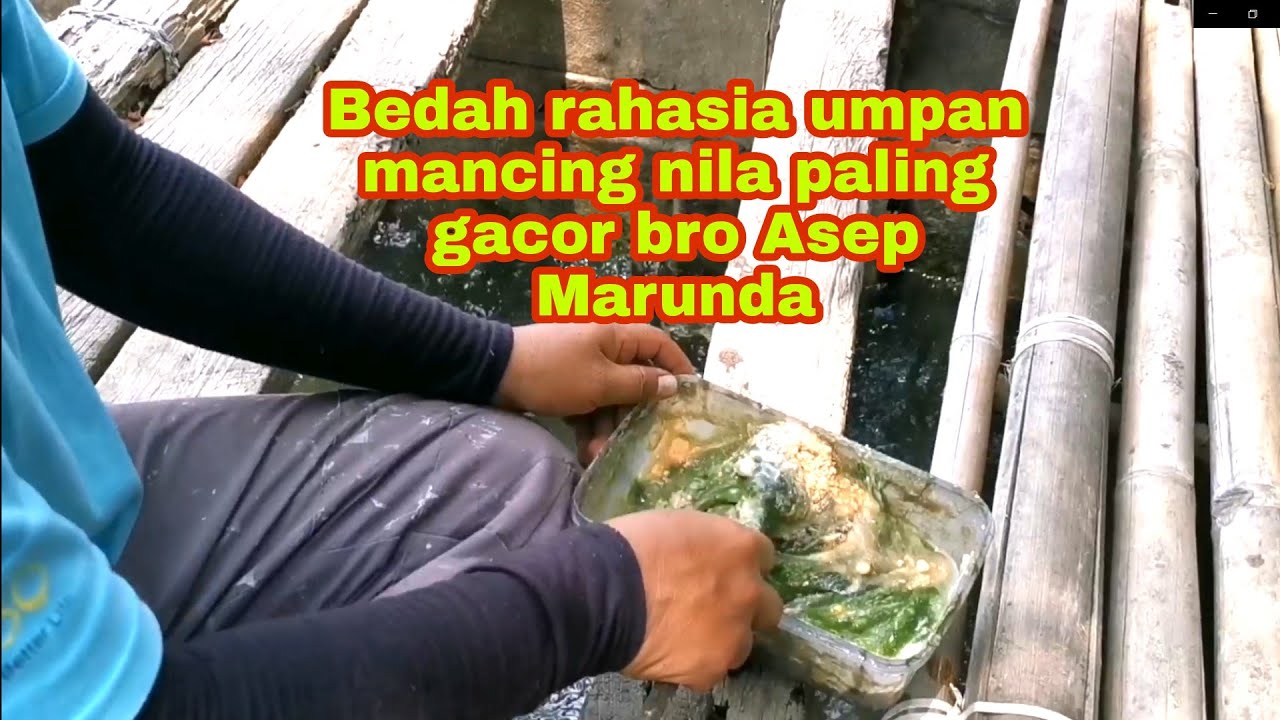Umpan Mancing Nila Paling Gacor / Traditional Fishing Bait