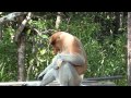 Un pif d'enfer, un succès de fou, le singe Nasique ou Proboscis Monkey Sabah Bornéo Malaisie