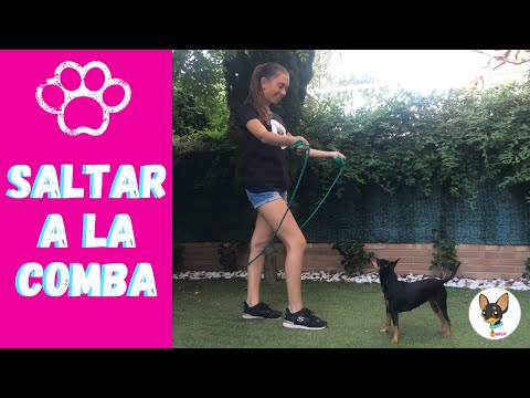 Video: Perro Recuperándose Después De Saltar Del Paso Elevado