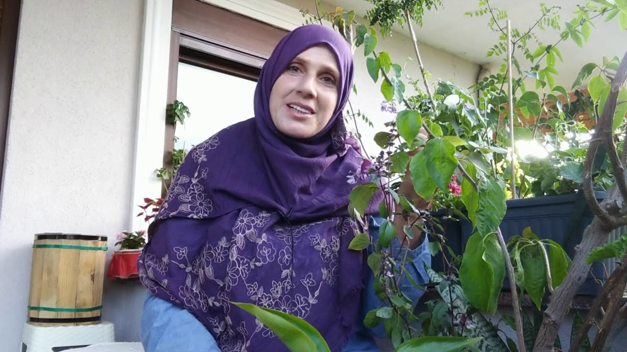 Lablab Çiçeği & Selluka | Kısa Bahçe & Balkon Turu