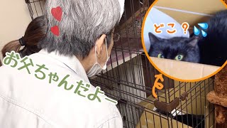 保護猫が里親とご対面！トライアル開始します