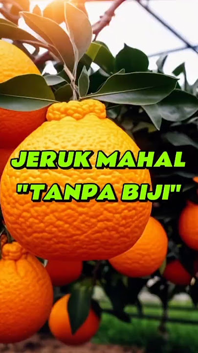 Jeruk Dekopon Jepang: Raksasa Manis Tanpa Biji! #feedshorts #video #shorts