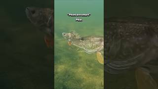 Pike have 1 braincell,thats why you can't catch pike @UnderwaterWorldOfficial CREDITS