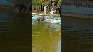 Irish Wolfhound Dog Breed  #ytshort #trendingvideo  #viral