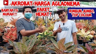 akrobat harga aglonema | Aglaonema jumbo,rimbun,rare item, tampilan istimewa|