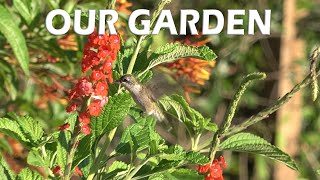 Sights from our Garden Sept 7, 2023 by FurFeathersandFlowers 32 views 8 months ago 2 minutes, 12 seconds