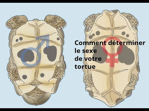 Vidéo: Comment sexe de votre tortue léopard