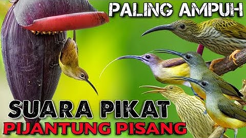 SUARA PIKAT PIJANTUNG PISANG PALING AMPUH || Pijantung Pisang Gacor || Masteran Pijantung