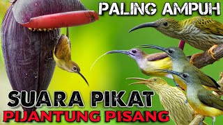 SUARA PIKAT PIJANTUNG PISANG PALING AMPUH || Pijantung Pisang Gacor || Masteran Pijantung