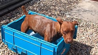 Alfie The Patterdale Terrier Taking His First Bath
