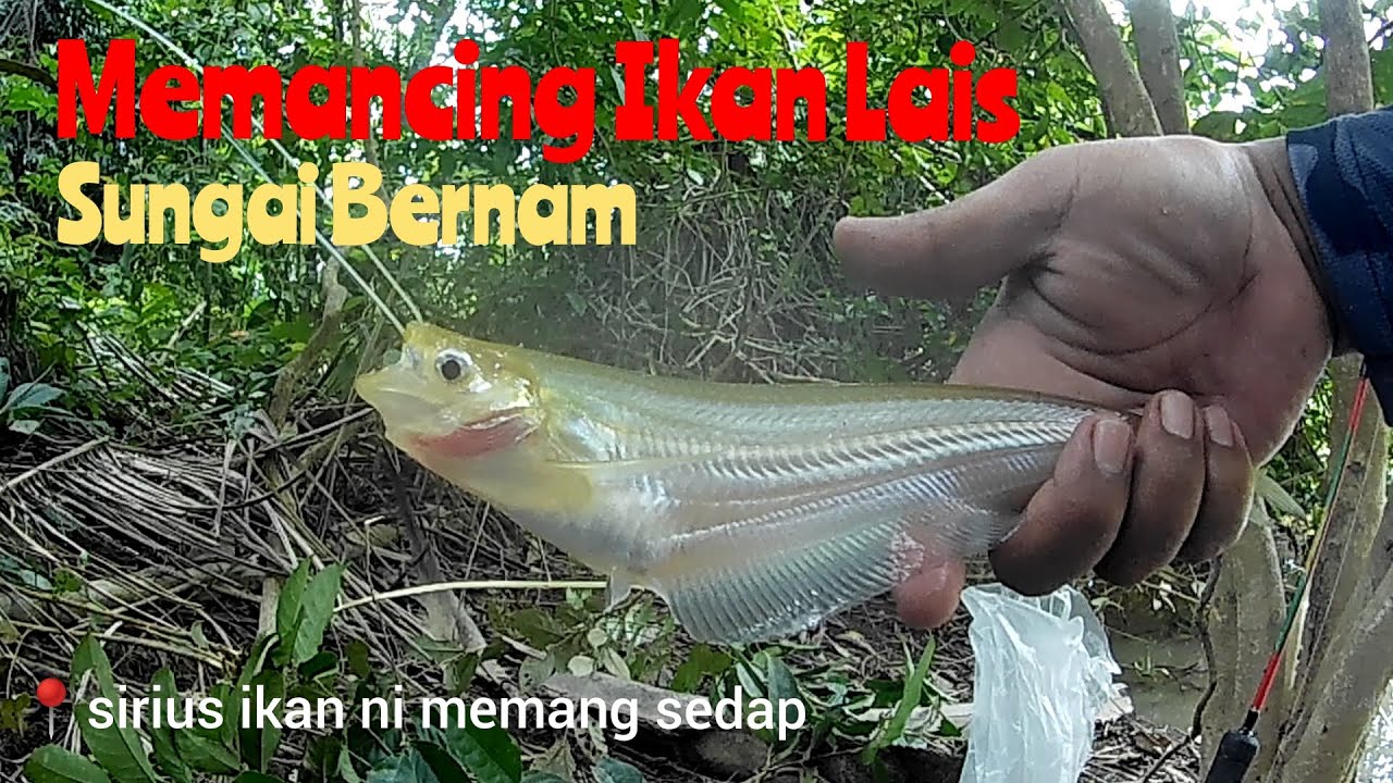Memancing Ikan Lais Sungai Bernam || Cara mudah memancing menggunakan