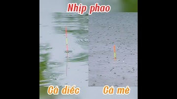 Phân Biệt Nhịp Phao Cá Diếc Với Cá Mè Chuẩn Xác