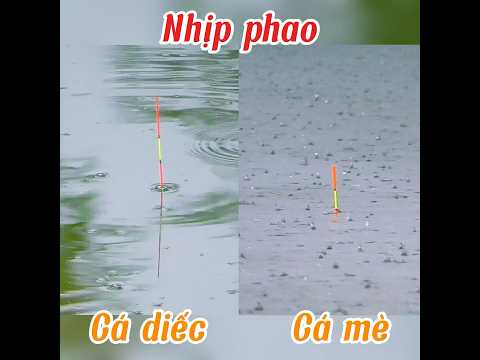 Phân Biệt Nhịp Phao Cá Diếc Với Cá Mè Chuẩn Xác