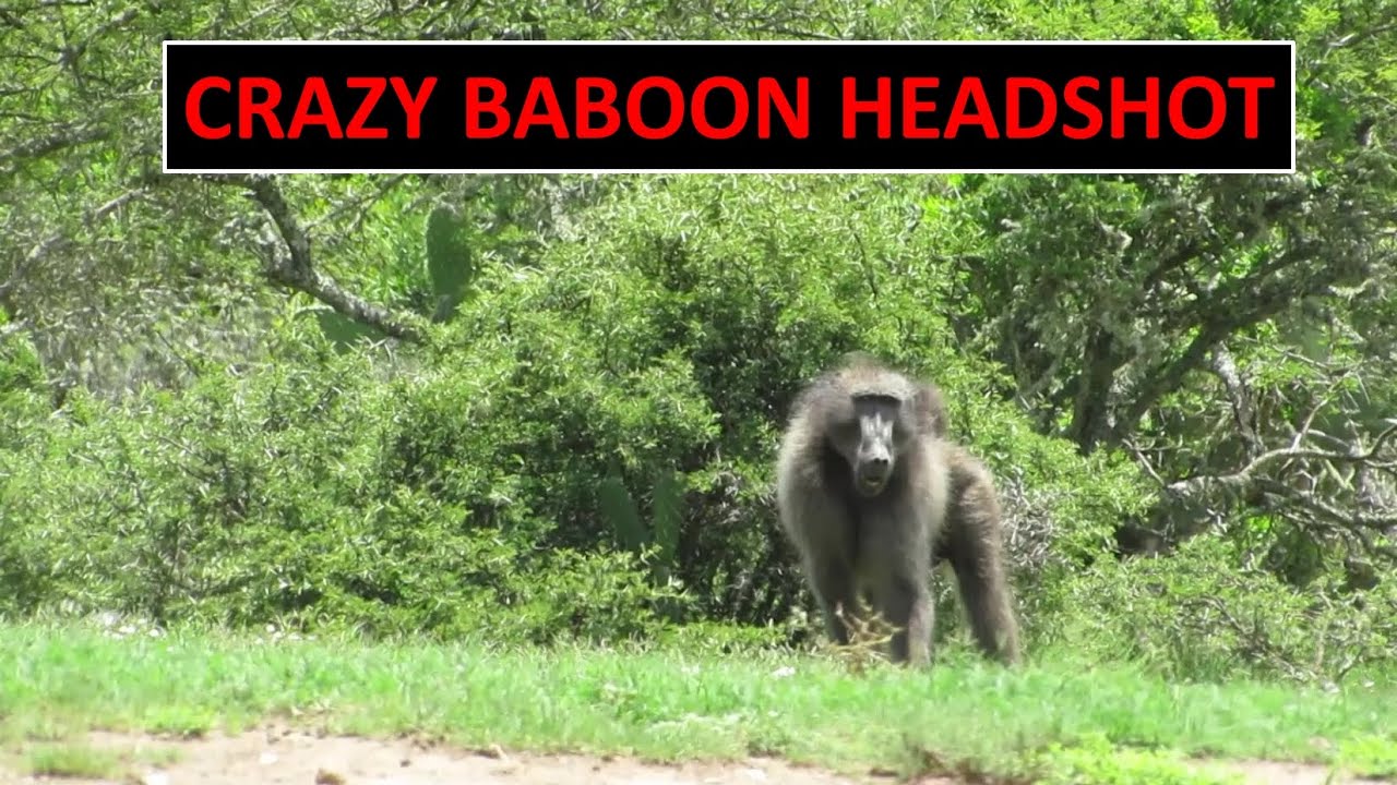 Crazy Baboon Hunting Headshot