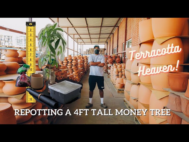 How To Repot A 4 Ft Tall Money Tree | CRAZY! class=