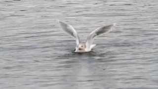 Glaucous-winged Gull at Canal Park, Duluth, MN, 29 Dec 2011
