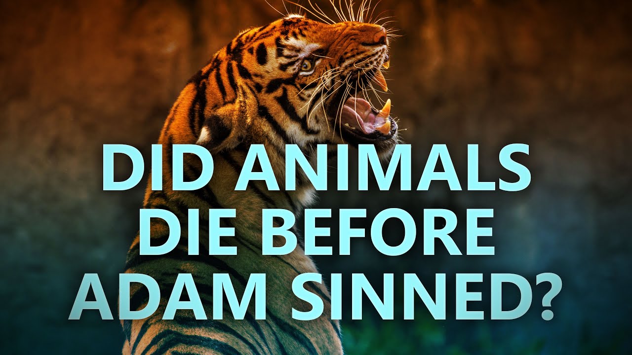 Did animals die before Adam sinned?