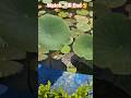 ✨️🤩😍LOTUS POND😍🤩✨️