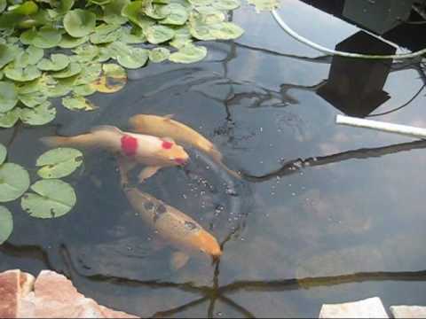 BigAL Swims with the KOI