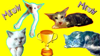 Очень много кошек сразу/Кошки и котики всех пород/Персы, сфинксы, ангорские - таких вы еще не видели Очень много кошек сразу/Кошки и котики всех пород/Персы, сфинксы, ангорские - таких вы еще не видели