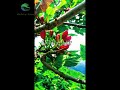 Neelum valley Tour . Mansehra to neelum patlyan