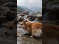 ブルブルの後に転がった石を気にしたコーギー / After shaking itself off, the Corgi turned to look at a rolling stone.