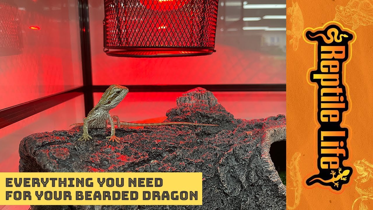 Bearded Dragon Supplies and Accessories Reptile Life YouTube