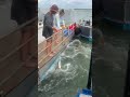 memancing ikan moster#shorts#memancing #ikan