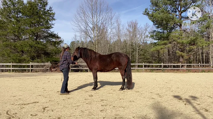 Teaching Basic In Hand Work