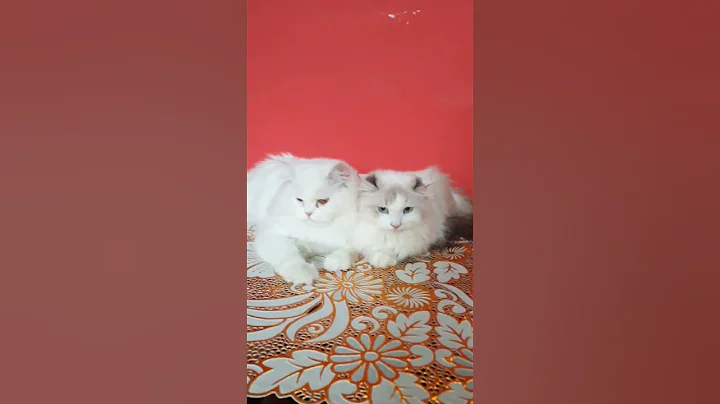 Video 5716531: shorthair kittens persian cat, persian cat kitten pure, persian cat female kitten, persian cat kitten white, shorthair cute cat kitten, cat kitten persian fluffy, persian cat kittens funny, cats catlover kitten