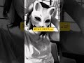 猫ではなく狐のお面しかなかったフォニイ