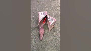Sample diy amazing bird trap using paper box easy #shorts