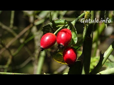 Video: ¿Dónde crece la rosa silvestre y cuáles son sus propiedades?