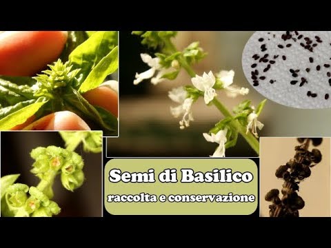 Semi di BASILICO: come RACCOGLIERE, trattare e CONSERVARE 