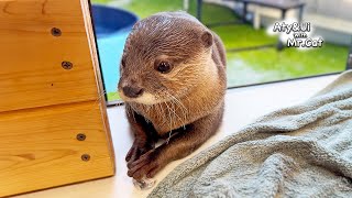 Otter Trying To Sneak Ice Into a Room [Otter Life Day 902] by Aty 168,233 views 3 months ago 4 minutes, 8 seconds