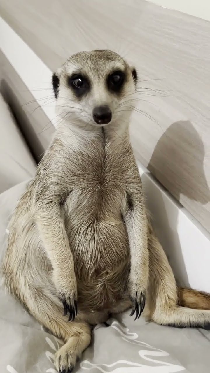 Showing Love to a Meerkat || ViralHog