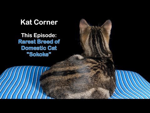 Rarest Breed of Domestic Cat - Sokoke