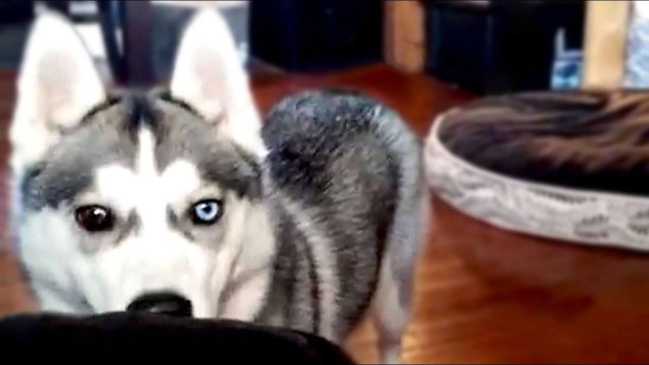 Sneaky Husky Kitchen Thief YouTube