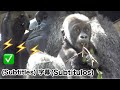 Santaro's reaction to the loud thunder was so unexpected!|Momotaro family , gorilla