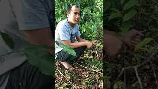 Pekembangan pohon gaharu di NCPLUS